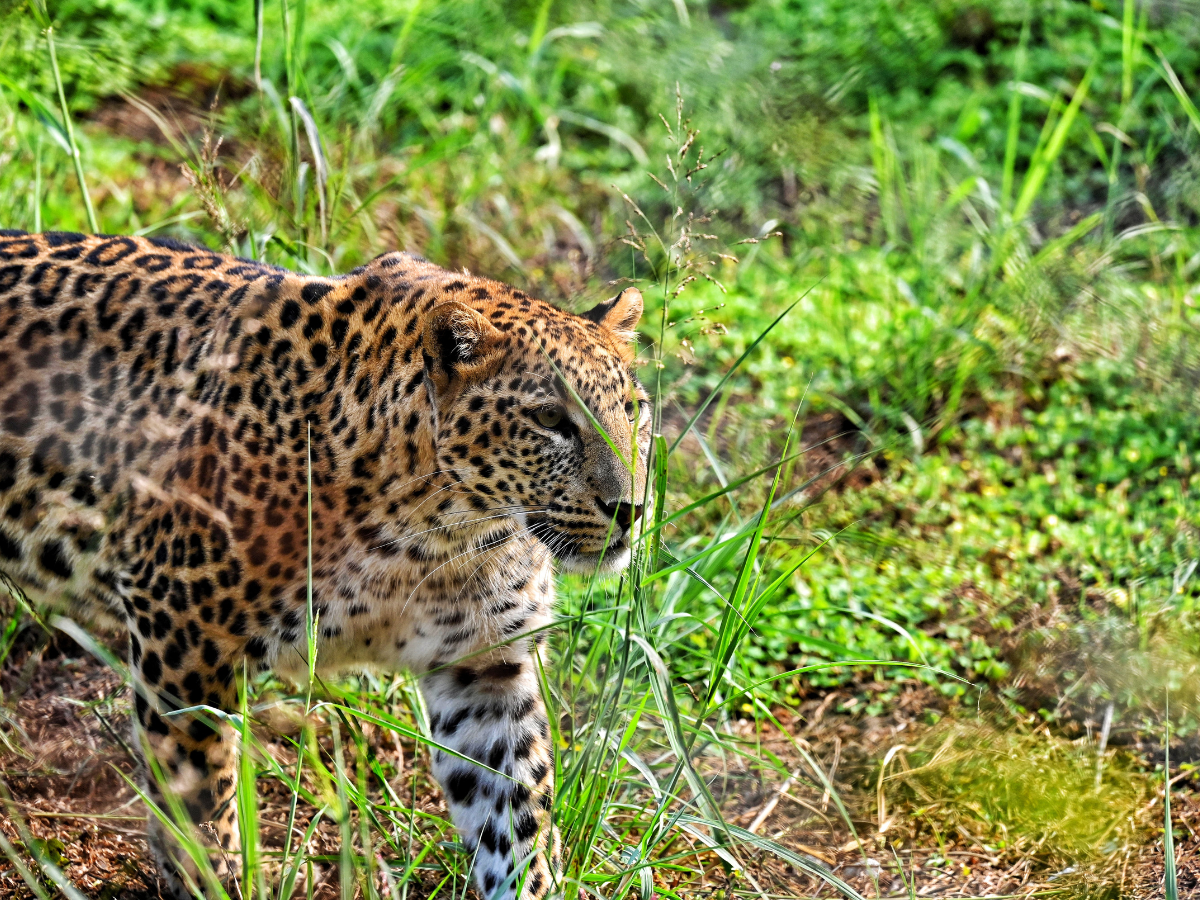 Three days on, search for leopard spotted in Delhi’s Sainik Farm continues