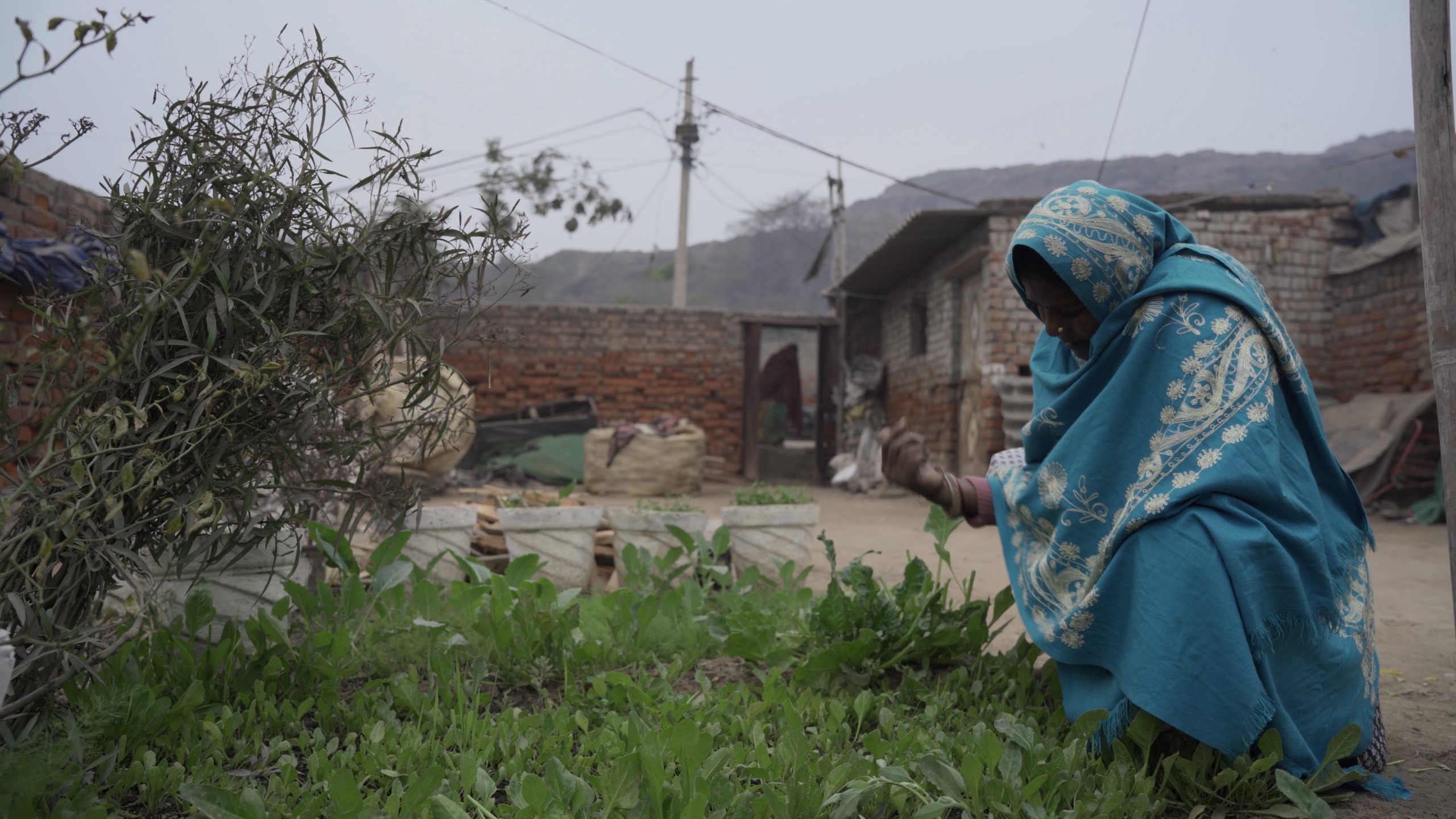 Seeds of Change: Women in Bhalswa slums nurturing gardens 