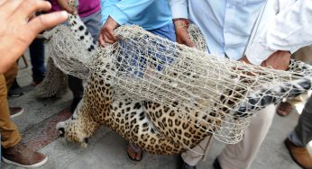 Why Delhi is seeing a rise in leopard attacks