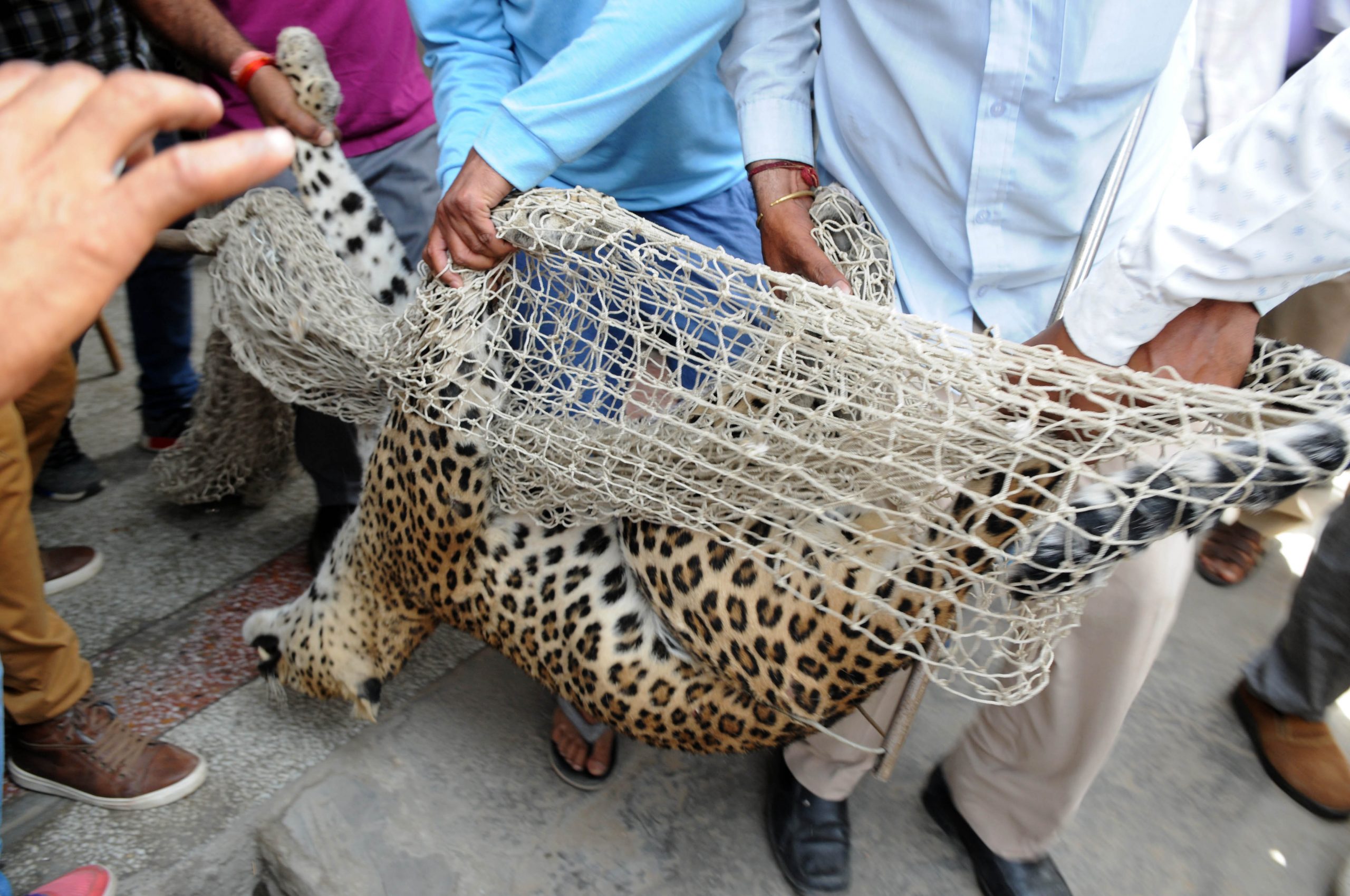 Why Delhi is seeing a rise in leopard attacks