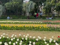 From Amrit Udyan to Tulip festival: Delhi blooms as Spring graces Capital