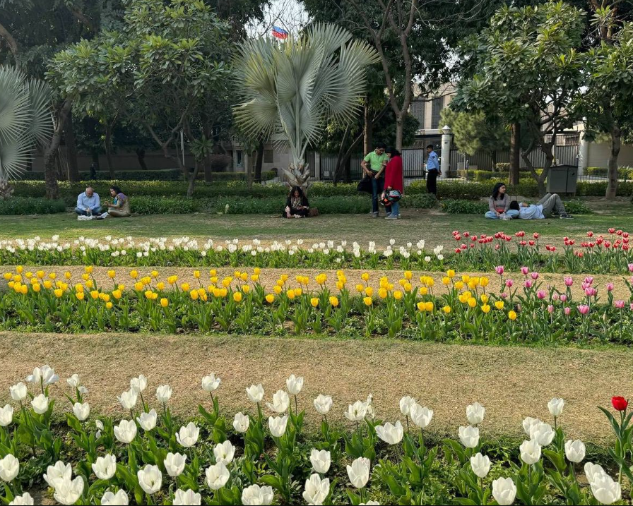 From Amrit Udyan to Tulip festival: Delhi blooms as Spring graces Capital