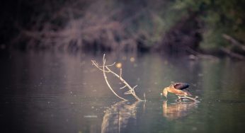 World Wetland Day 2024: Delhi’s wetlands are fast disappearing