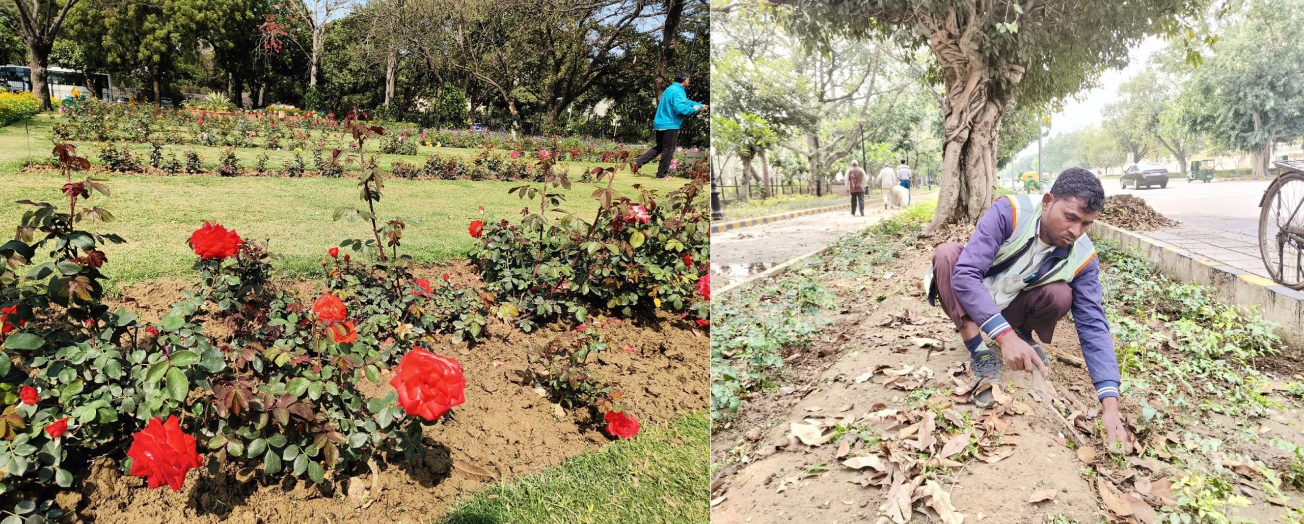 The lives of city’s gardeners not a bed of roses