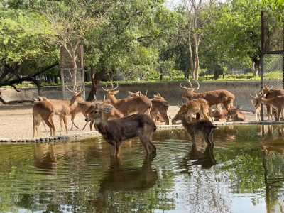 Personalised sprinklers to fruit balls: Animals at zoo in for summer treat