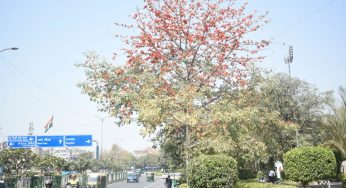 Scarlet semal turns Delhi’s spring picture perfect