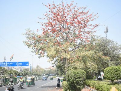 Scarlet semal turns Delhi’s spring picture perfect