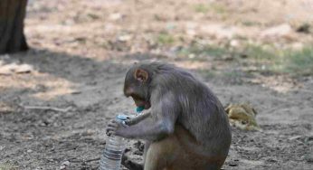 As Delhi sizzles, rising heat takes a toll on animals