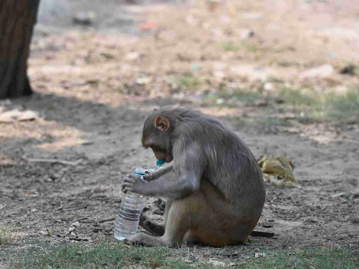 As Delhi sizzles, rising heat takes a toll on animals