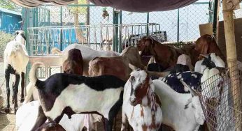 Eid Al Adha: Rising temperatures hit ‘bakri mandis’, sellers complain of low footfall