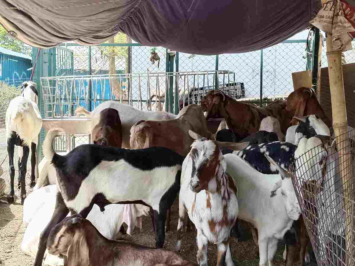 Eid Al Adha: Rising temperatures hit ‘bakri mandis’, sellers complain of low footfall