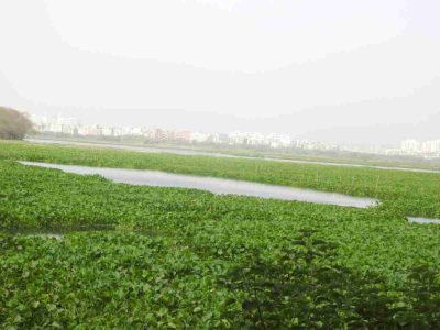Covering up the wetland habitat by water hyacinth