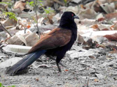 Greater Coucal, a resident bird 