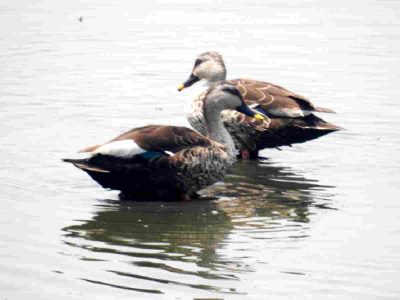 A pair of Indian Spot-billed Ducks, a resident bird specie