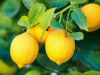 Seven Benefits of Consuming Lemons