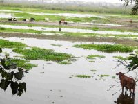 Where 2,640 birds became 594: Delhi’s emptying wetlands