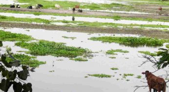 Okhla Bird Sanctuary witnesses steep decline in birds