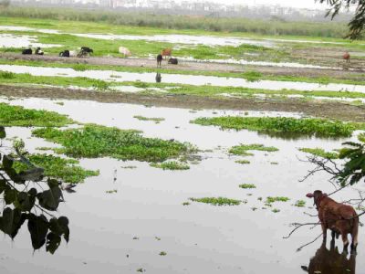 Okhla Bird Sanctuary witnesses steep decline in birds