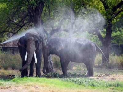 Delhi: Animals rush for shade, buffaloes take plunge inside Yamuna as temperature soars in City
