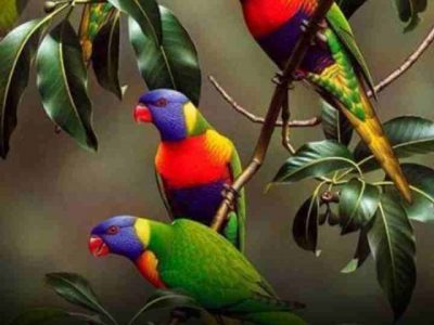 Colourful birds