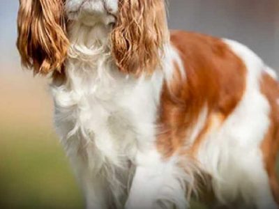 Cavalier King Charles Spaniel (1)