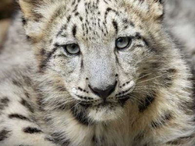 Snow Leopard