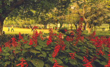 BUDDING FLOWERS: Children playing cricket at one of Delhi's many public parks