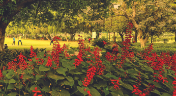 Green gems of Delhi: New book chronicles city’s public gardens