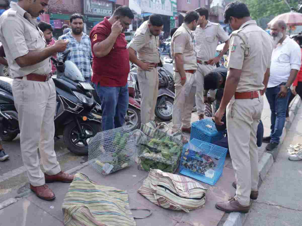 Delhi: Police, forest department rescue 1,000 birds from Kabutar Market