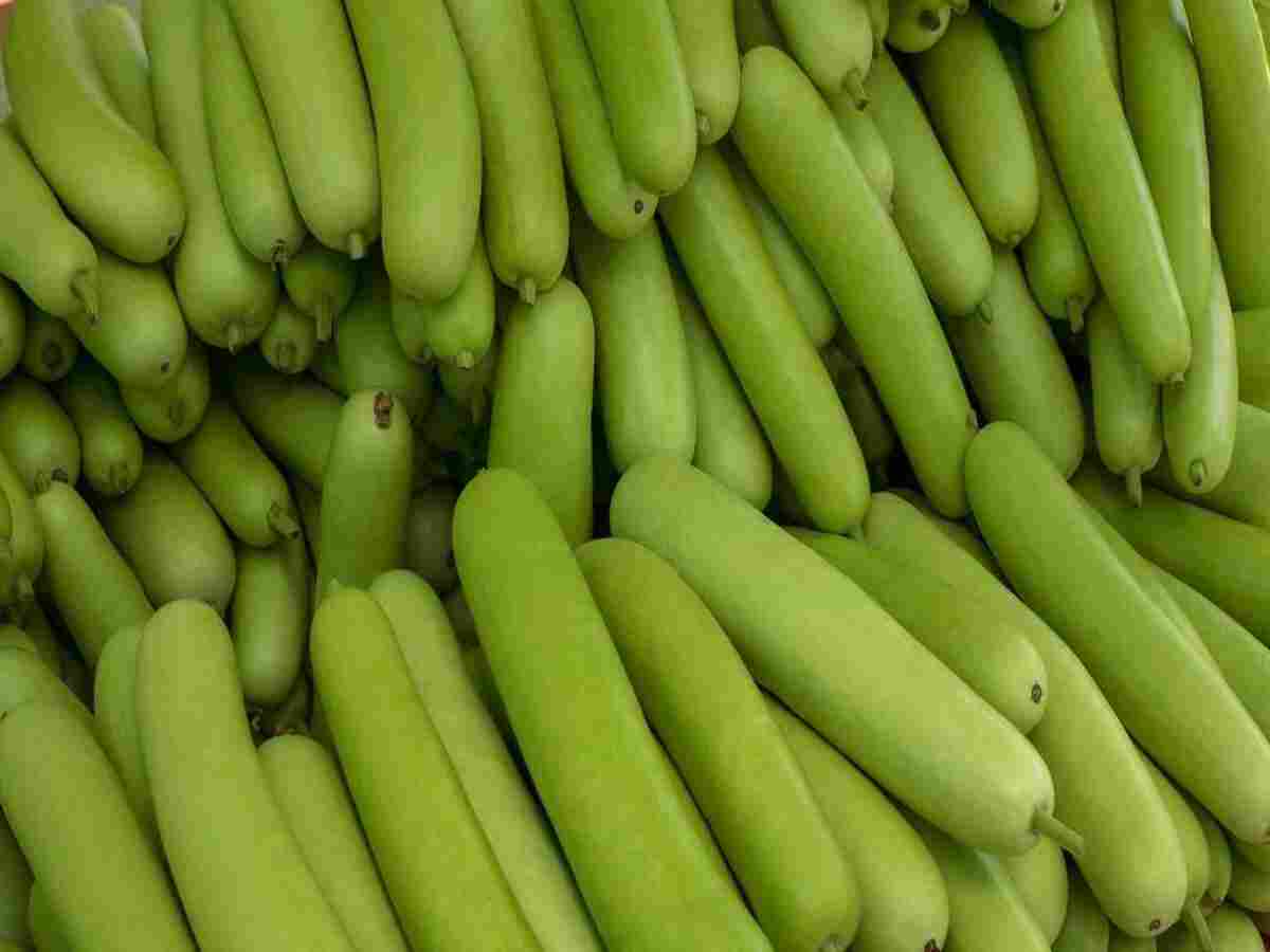  Bottle Gourd (Lauki): Packed with soluble and insoluble fibres, it helps maintain a healthy digestive system