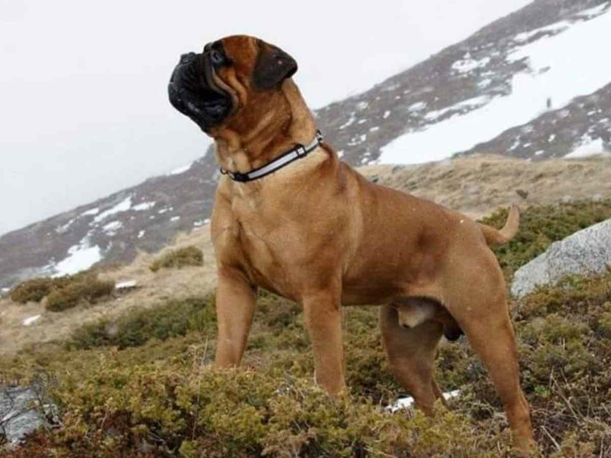 Bullmastiff: Prohibited due to its potential for aggression and guarding instincts.