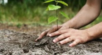 Delhi: DDA plants 50,000 trees across the Capital this year