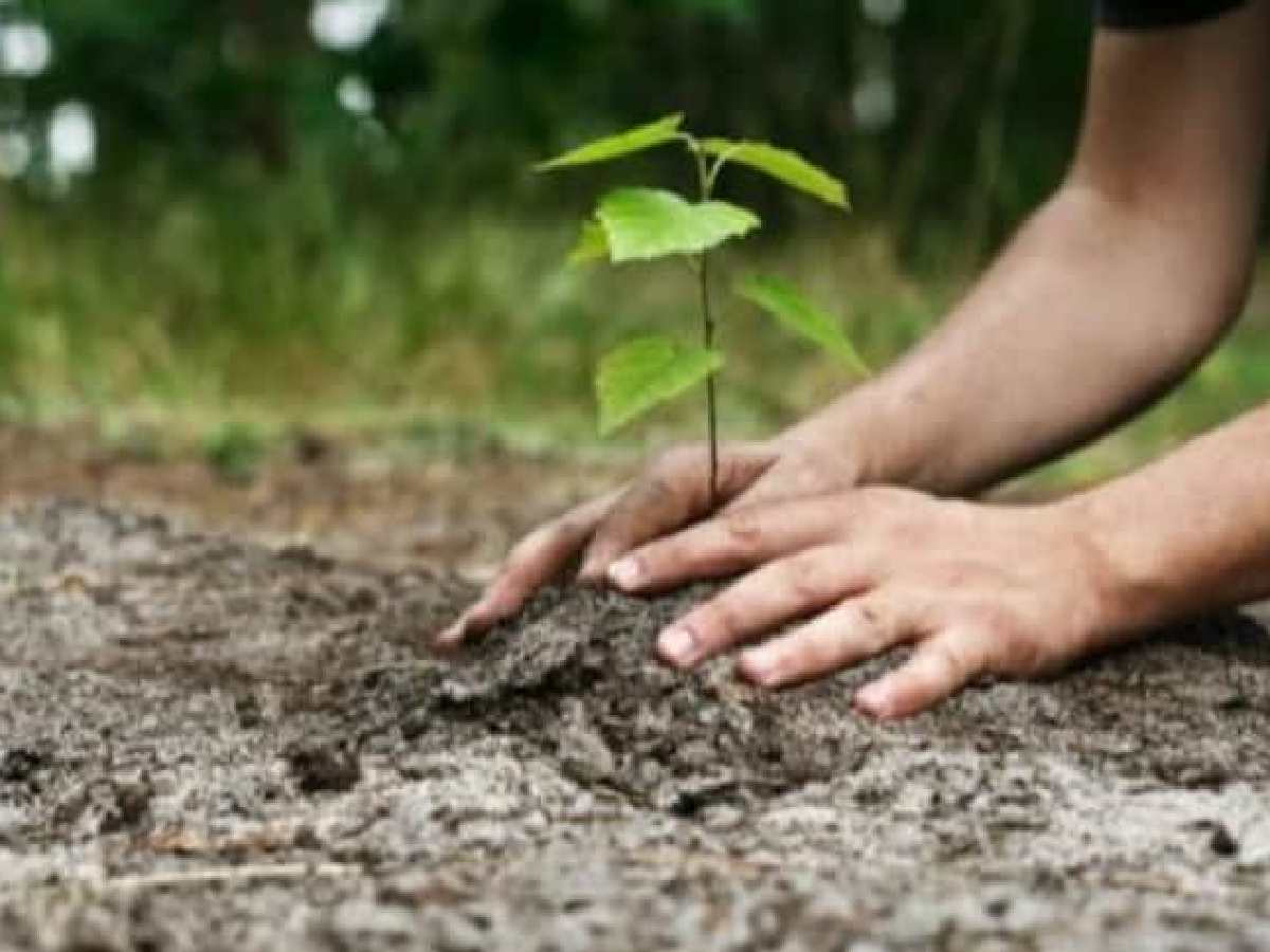 Delhi: DDA plants 50,000 trees across the Capital this year