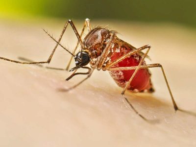 Dengue Outbreak: 196 dengue cases reported in Delhi