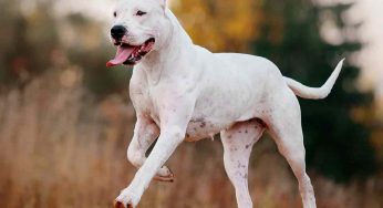 Delhi man sets pet dog on neighbour’s family during quarrel over parking; 6 injured