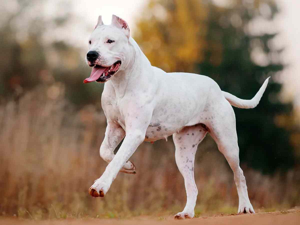 Dogo Argentino: Banned because of its strength and reported aggressive behavior.