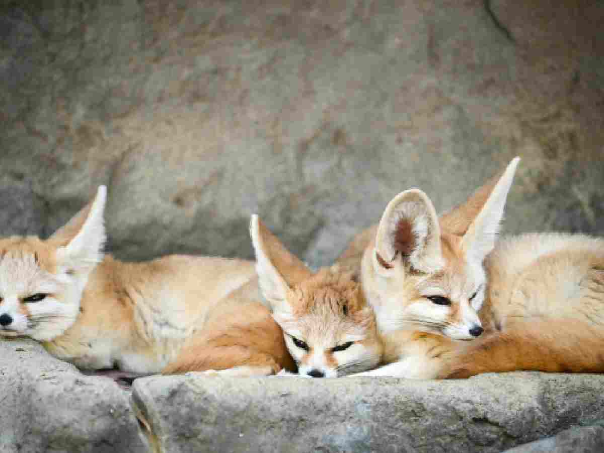 Fennec Fox - This tiny fox, with its large ears and small size, is native to the Sahara Desert and has a particularly cute appearance.