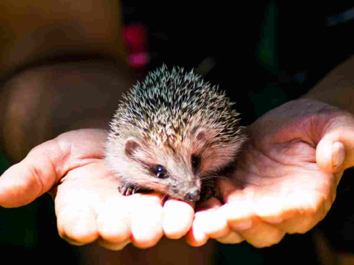 Hedgehogs - These small, spiky mammals have a unique, endearing appearance, especially when they curl up into a ball.