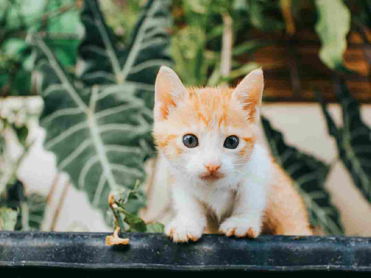 Kittens - Baby cats, or kittens, are known for their playful behavior and irresistible charm, making them a perennial favorite.