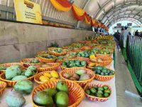Delhi gets a taste of West Bengal, Bihar mangoes after five years