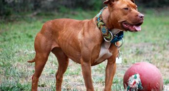 Delhi: Pitbull mauls 6-year-old, bites off ear; owner held