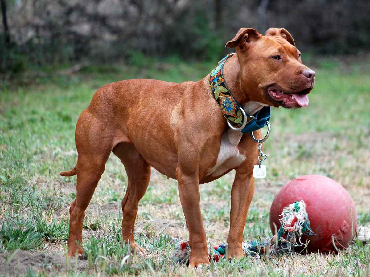 Pit Bull Terrier: Banned due to concerns about aggression and attacks.