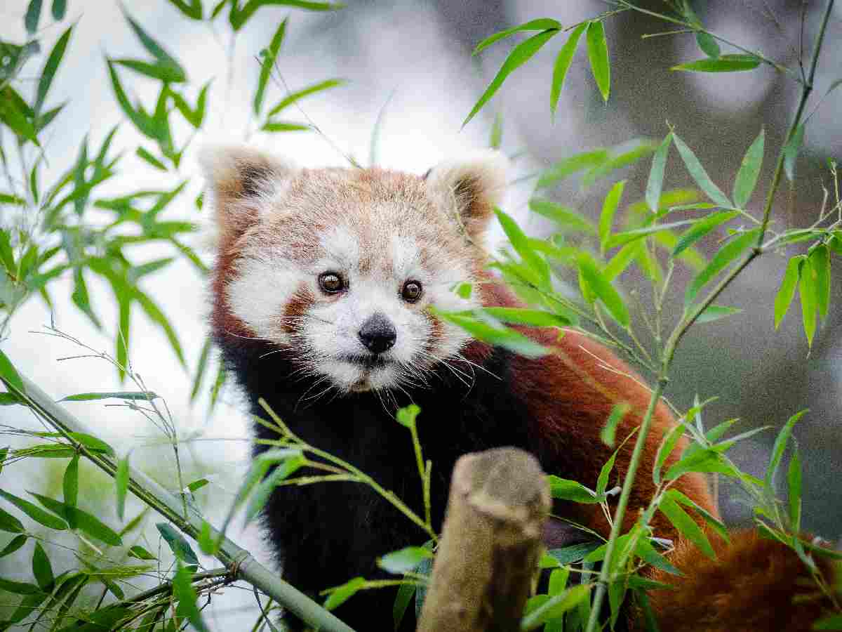 Red Panda - With its fluffy tail and expressive face, the red panda is a small, adorable mammal native to the eastern Himalayas and southwestern China.