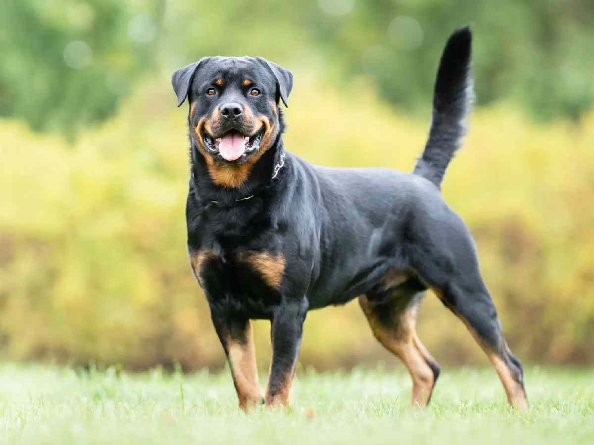 Rottweiler: Restricted due to its powerful build and potential for aggression.