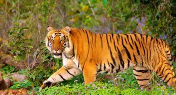5 Oldest National Parks In India