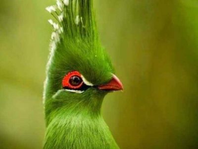 7 Beautiful Birds with Green Feathers