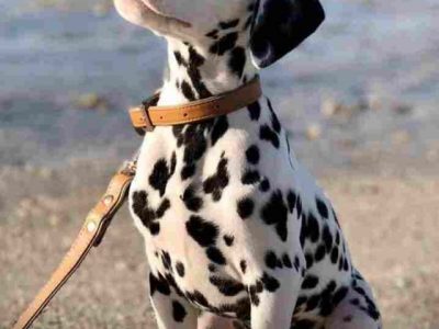 Dalmatian