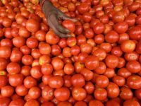 Retail prices of tomatoes in Delhi surge to Rs 70-80 per kg due to heatwave