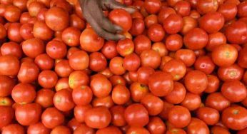 NCCF sells subsidised tomatoes at Rs 60/kg in Delhi-NCR