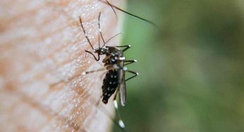 Delhi sees two more dengue deaths, case tally soars to over 2,000